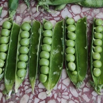 豌豆荚籽豌豆青豆上市了老度到位，颗粒饱满