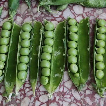 豌豆荚籽豌豆青豆上市了老度到位，颗粒饱满