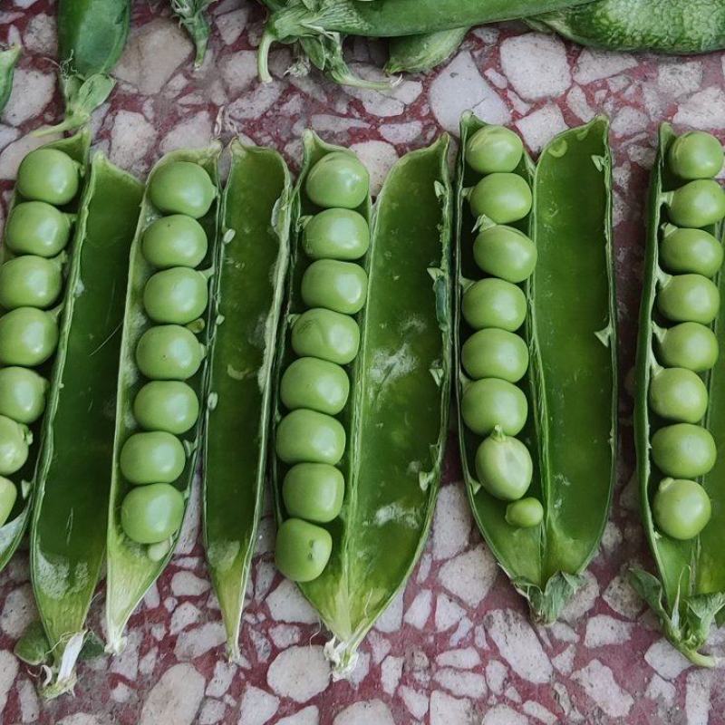 豌豆荚籽豌豆青豆上市了老度到位，颗粒饱满