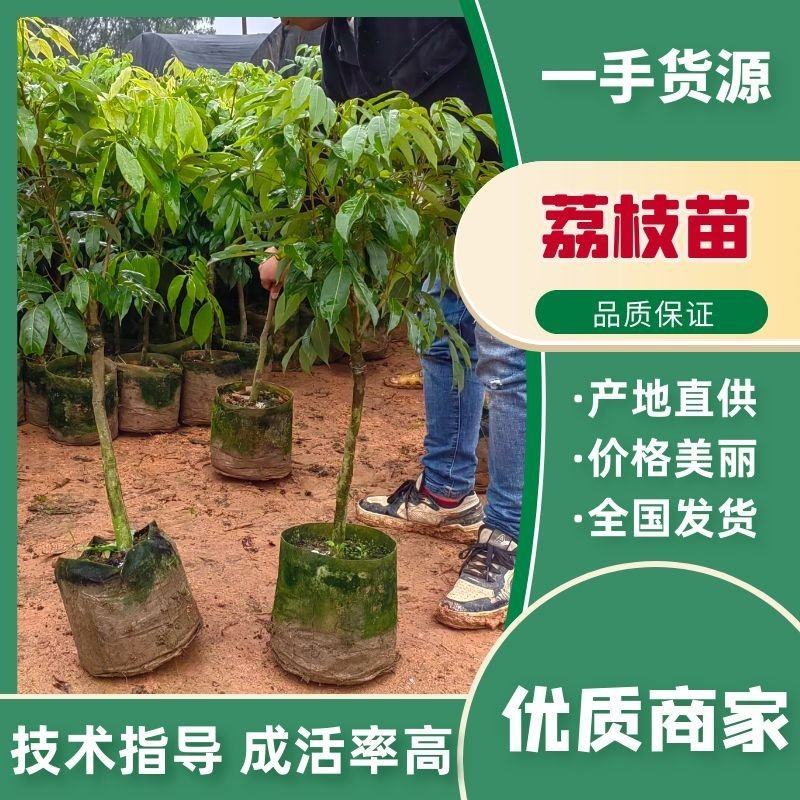 桂味荔枝苗冰荔妃子笑无核荔枝荔糯米糍荔枝王观音绿仙进奉