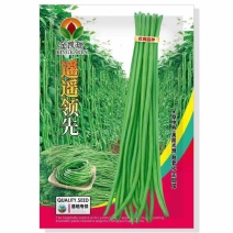 豇豆种子白花耐热品种，翠绿色条，种子品种，