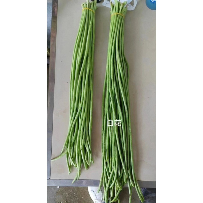 豇豆种子白花耐热品种，翠绿色条，种子品种，