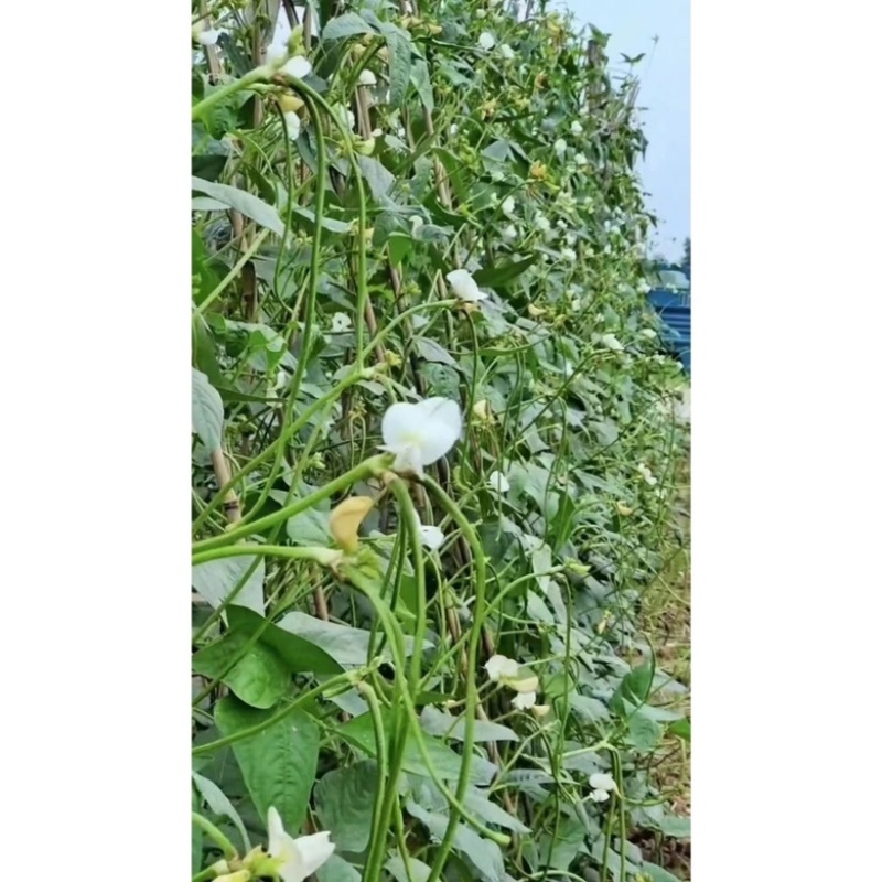 豇豆种子白花耐热品种，翠绿色条，种子品种，