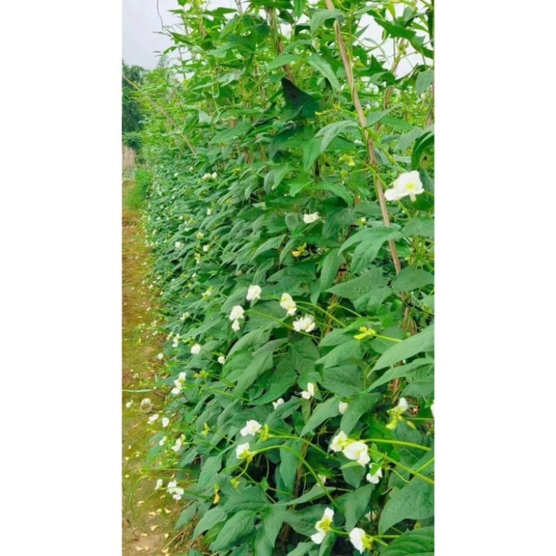 豇豆种子白花耐热品种，翠绿色条，种子品种，