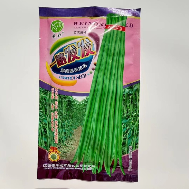豇豆种子白花耐热品种，翠绿色条，种子品种，