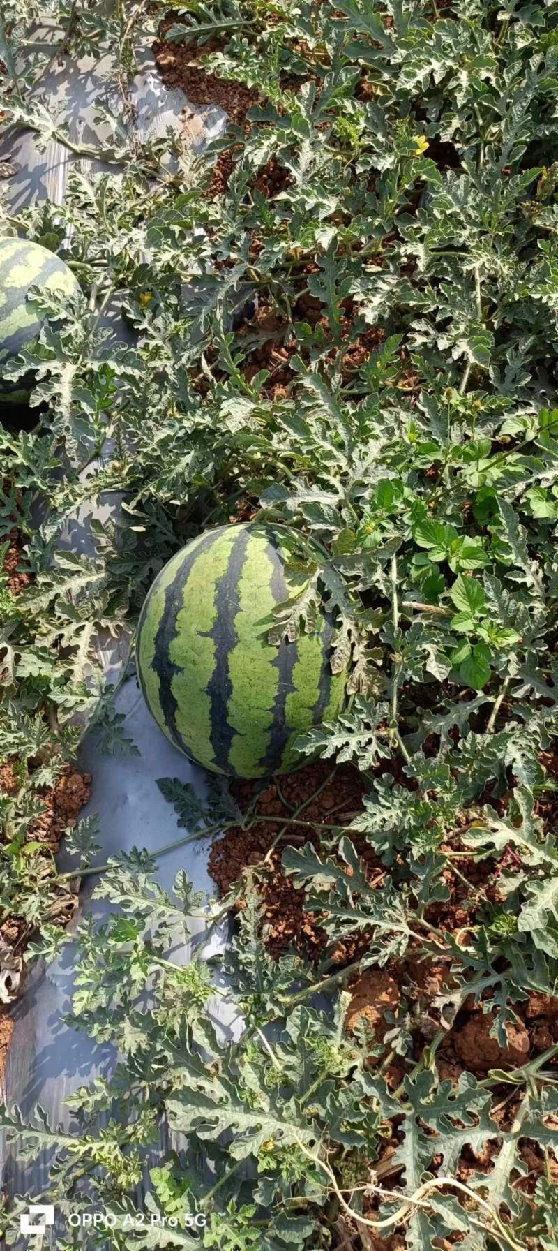 【西瓜】云南西瓜优甜王西瓜大量上市中电商供应可视频
