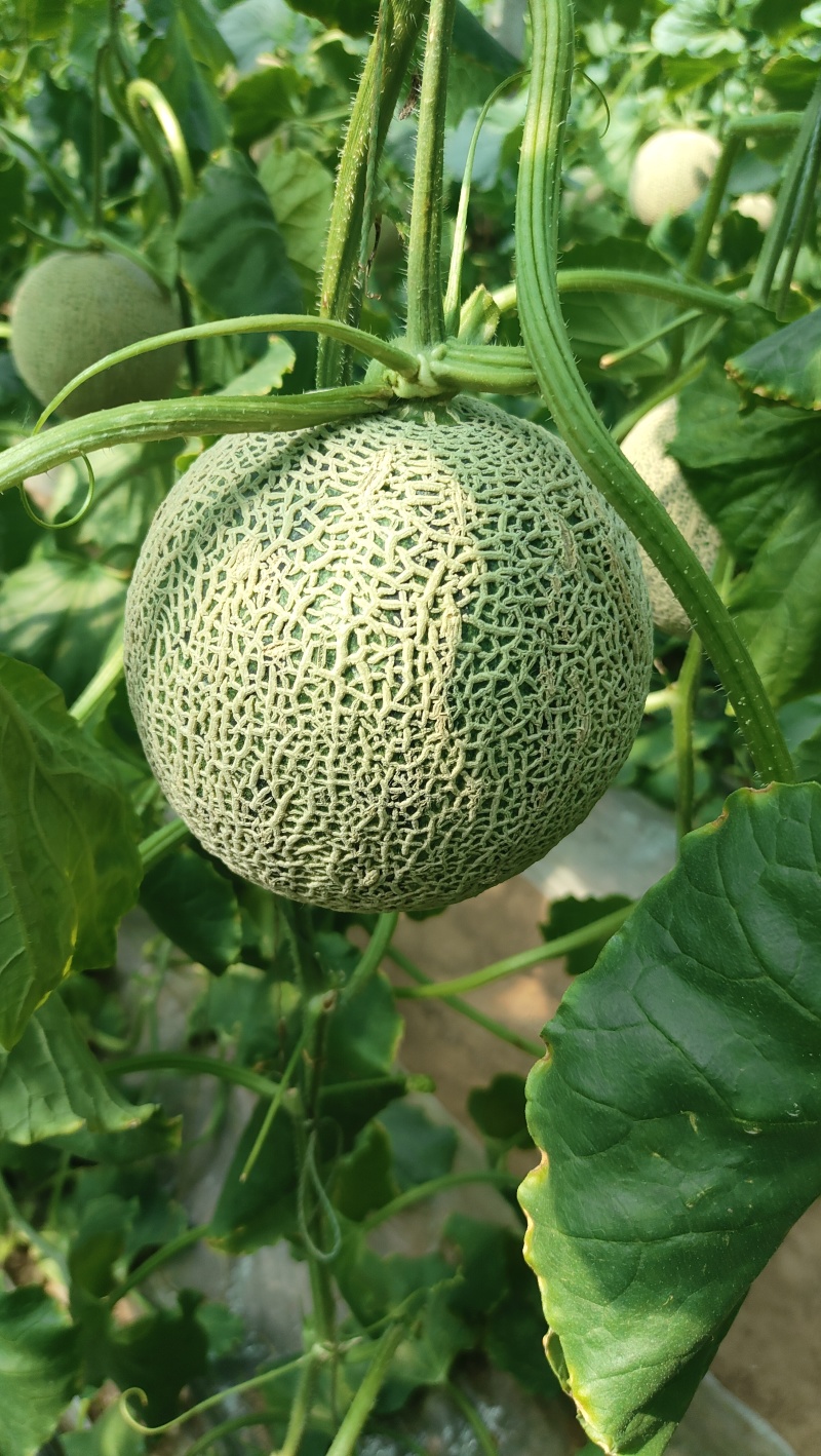 通货