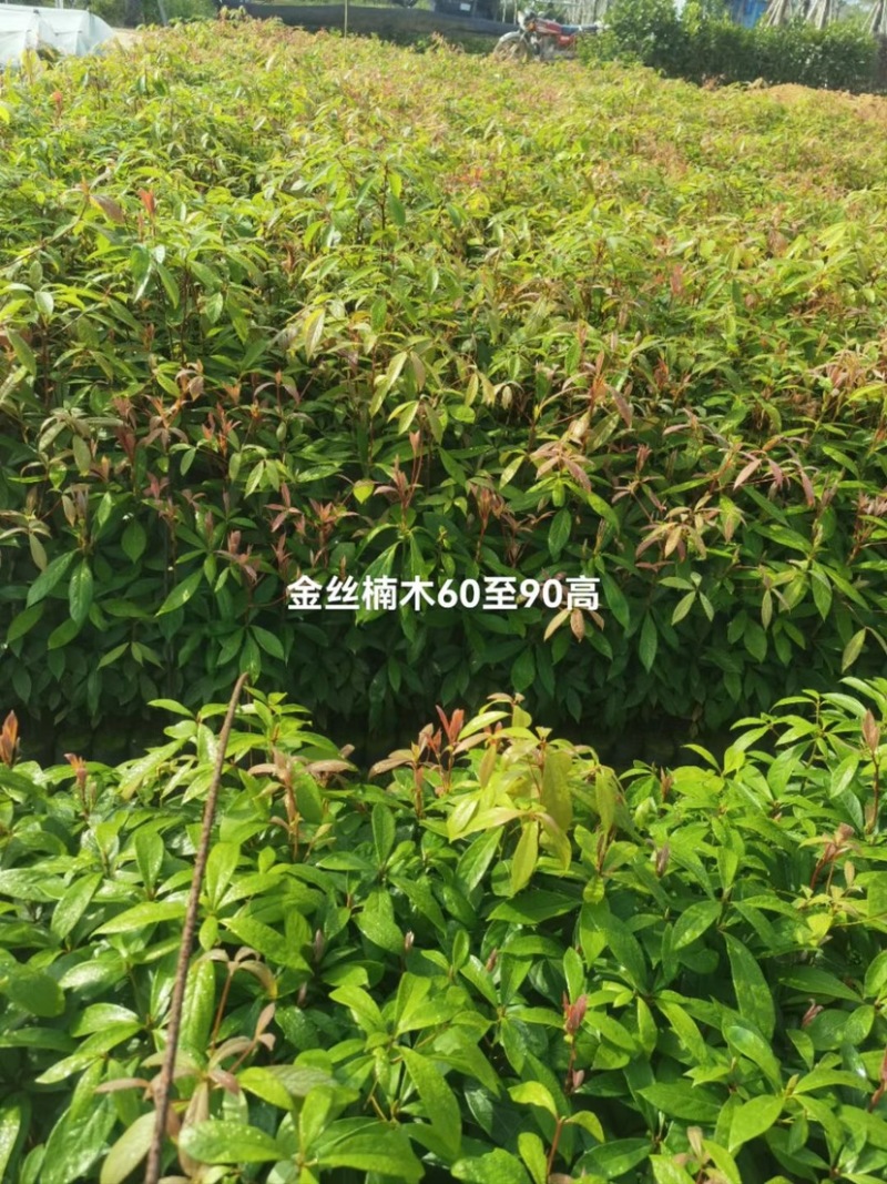 金丝楠木杯苗基地直销质量优质欢迎老板来电咨询合作