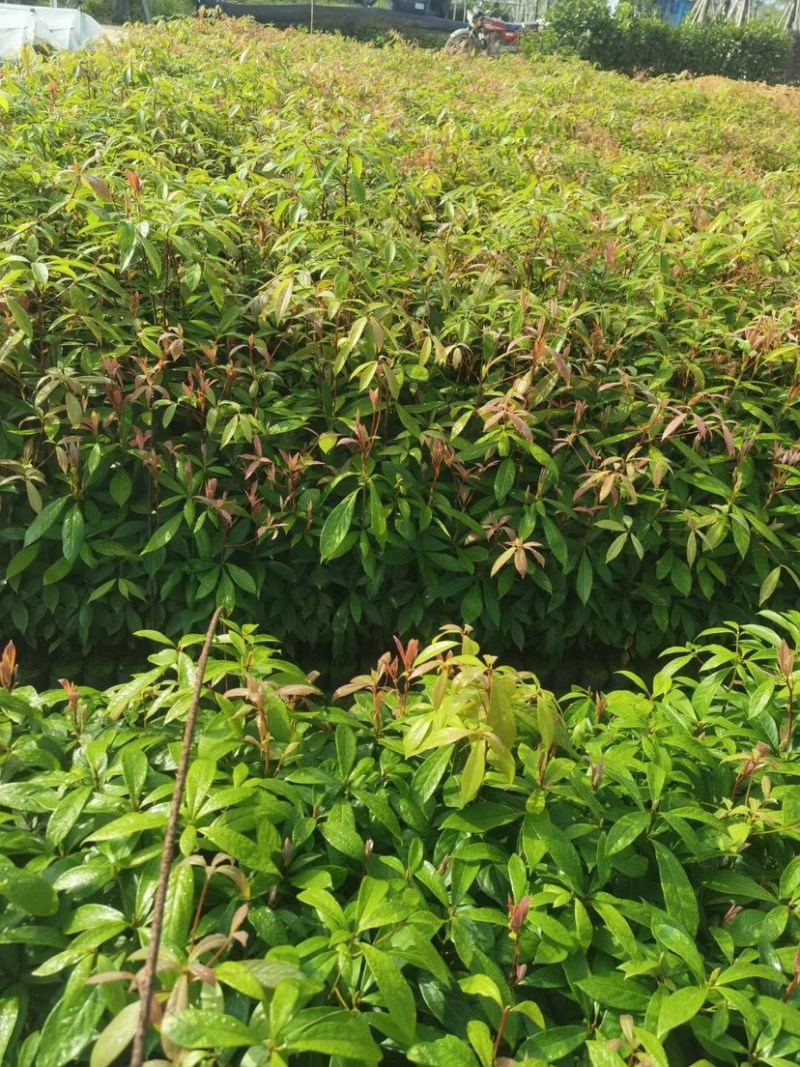 金丝楠木杯苗基地直销质量优质欢迎老板来电咨询合作