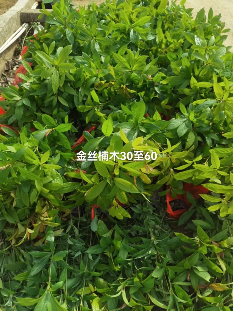 金丝楠木杯苗基地直销质量优质欢迎老板来电咨询合作
