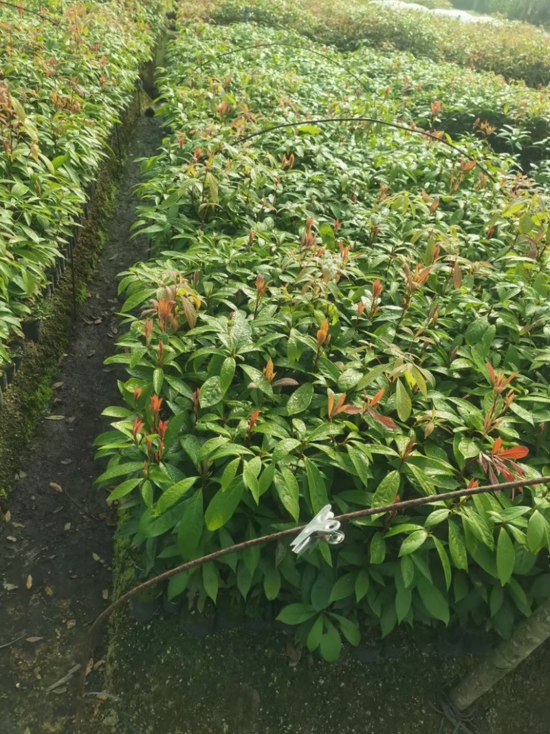金丝楠木杯苗基地直销质量优质欢迎老板来电咨询合作