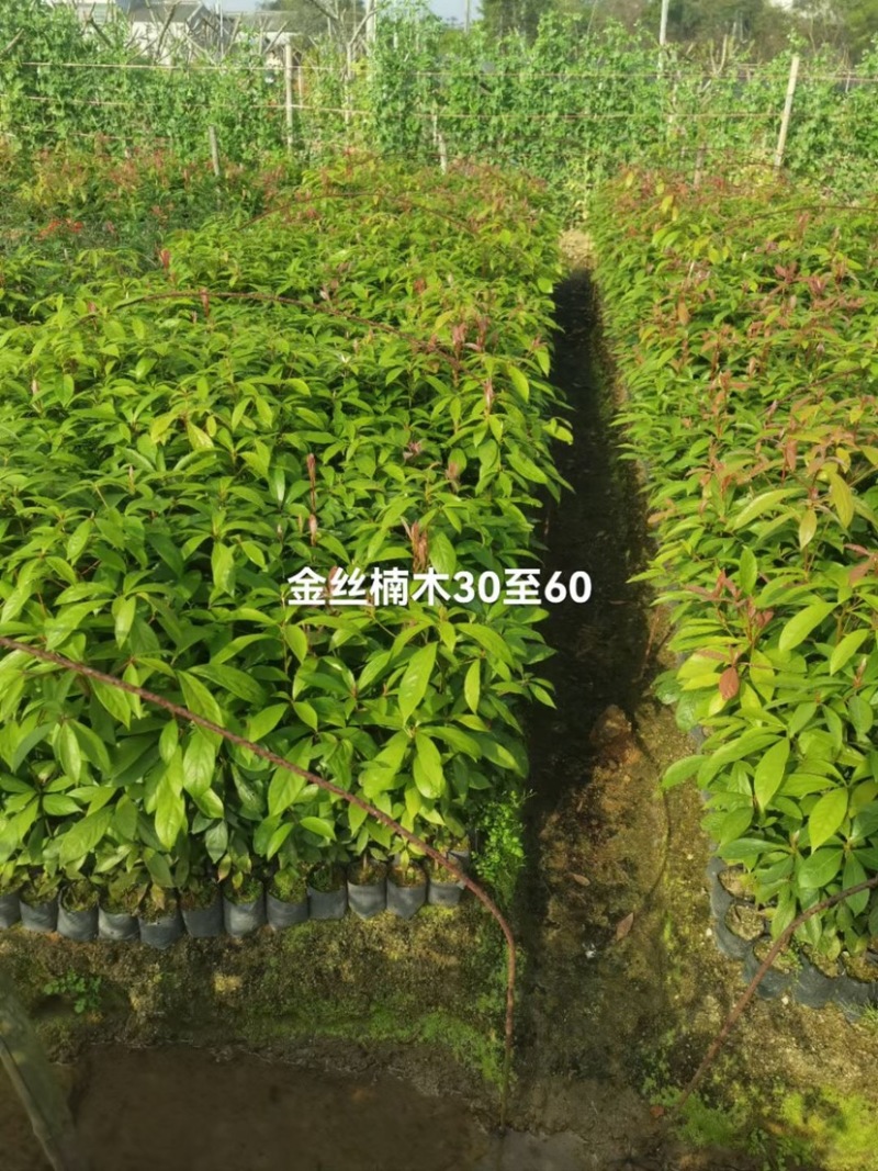 金丝楠木杯苗基地直销质量优质欢迎老板来电咨询合作