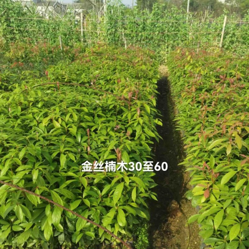 金丝楠木杯苗基地直销质量优质欢迎老板来电咨询合作
