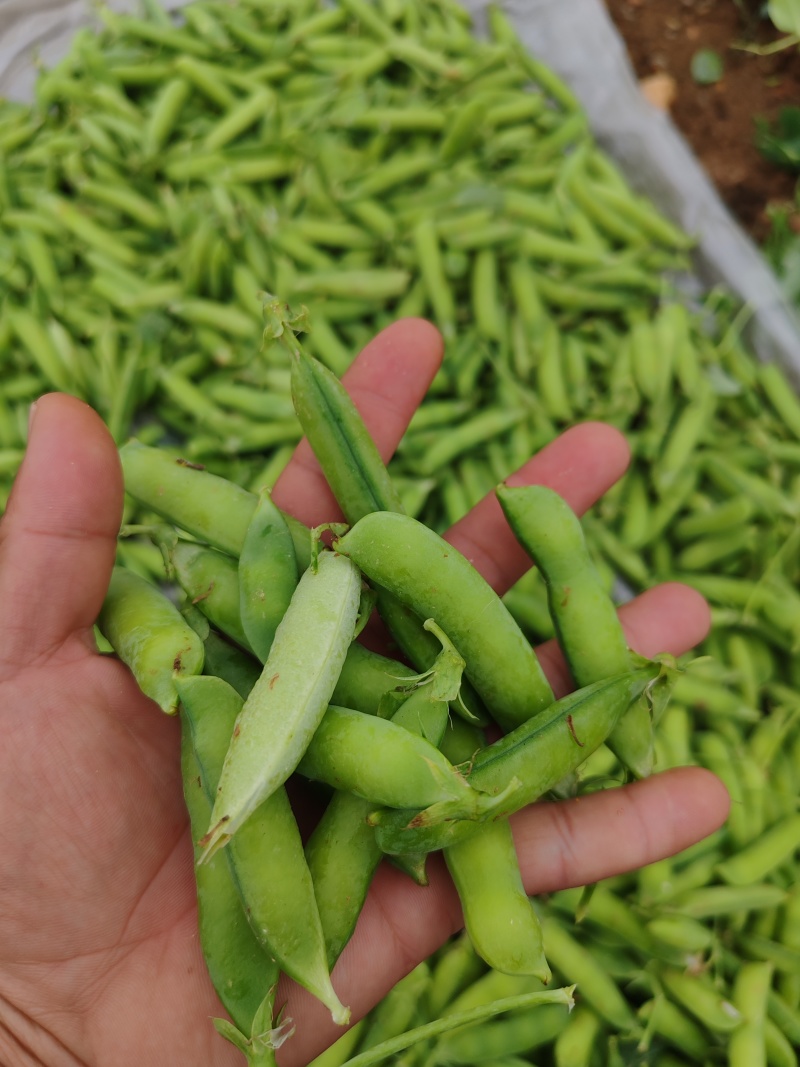 青豌豆荚，产地一手货源！诚信第一！