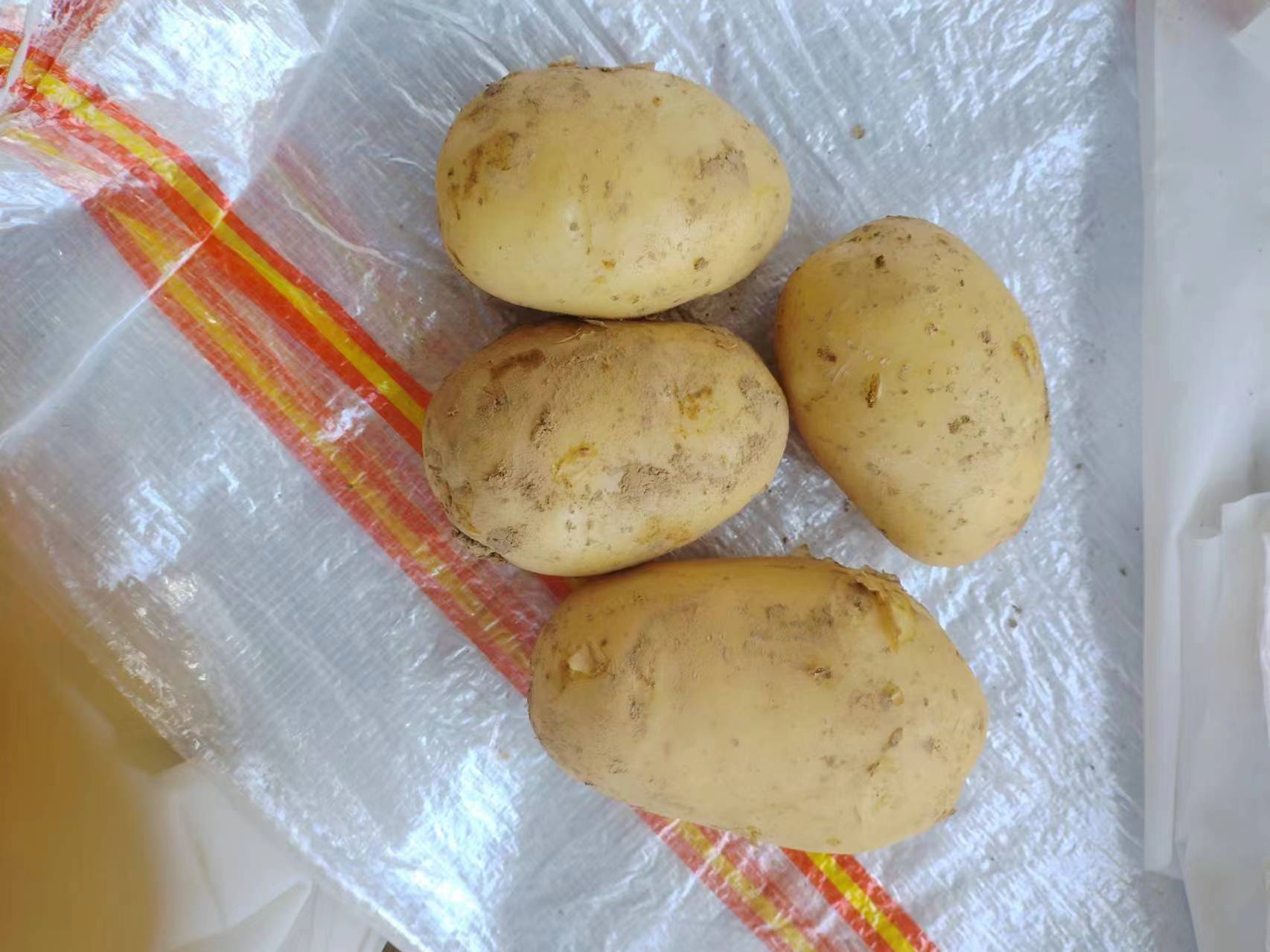食品安全教育实景图:左侧发芽绿皮土豆警示标牌(标注'龙葵素超标禁食'),中间新鲜黄心土豆(直径5cm,表皮无损伤),右侧自制低钠土豆西兰花泥(浅黄色泥状,嵌有翠绿西兰花碎粒,无奶油光泽) 厨房台面上摆放三组对比食材:左为带芽发绿土豆(明显绿色表皮与芽眼凸起),中为正常黄心土豆(光滑浅黄皮),右为蒸熟去皮土豆泥配西兰花碎