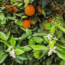 夏橙新鲜直发保质保量发货全国欢迎选购