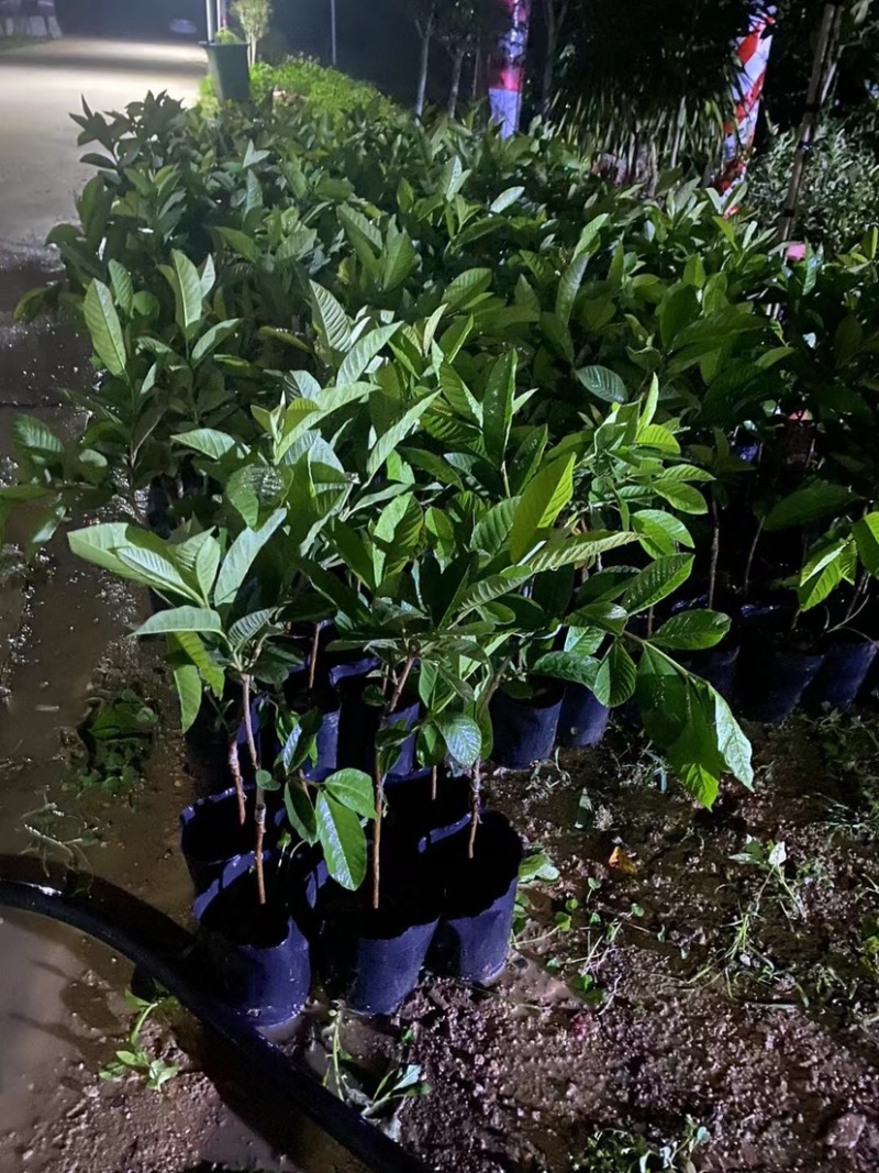番石榴杯苗基地直销质量优质欢迎老板来电咨询合作