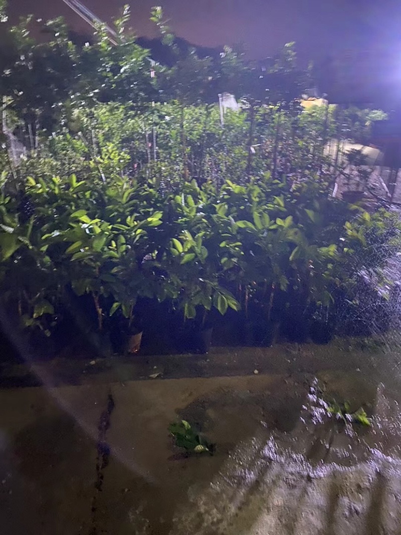 番石榴杯苗基地直销质量优质欢迎老板来电咨询合作