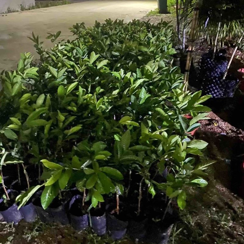番石榴杯苗基地直销质量优质欢迎老板来电咨询合作