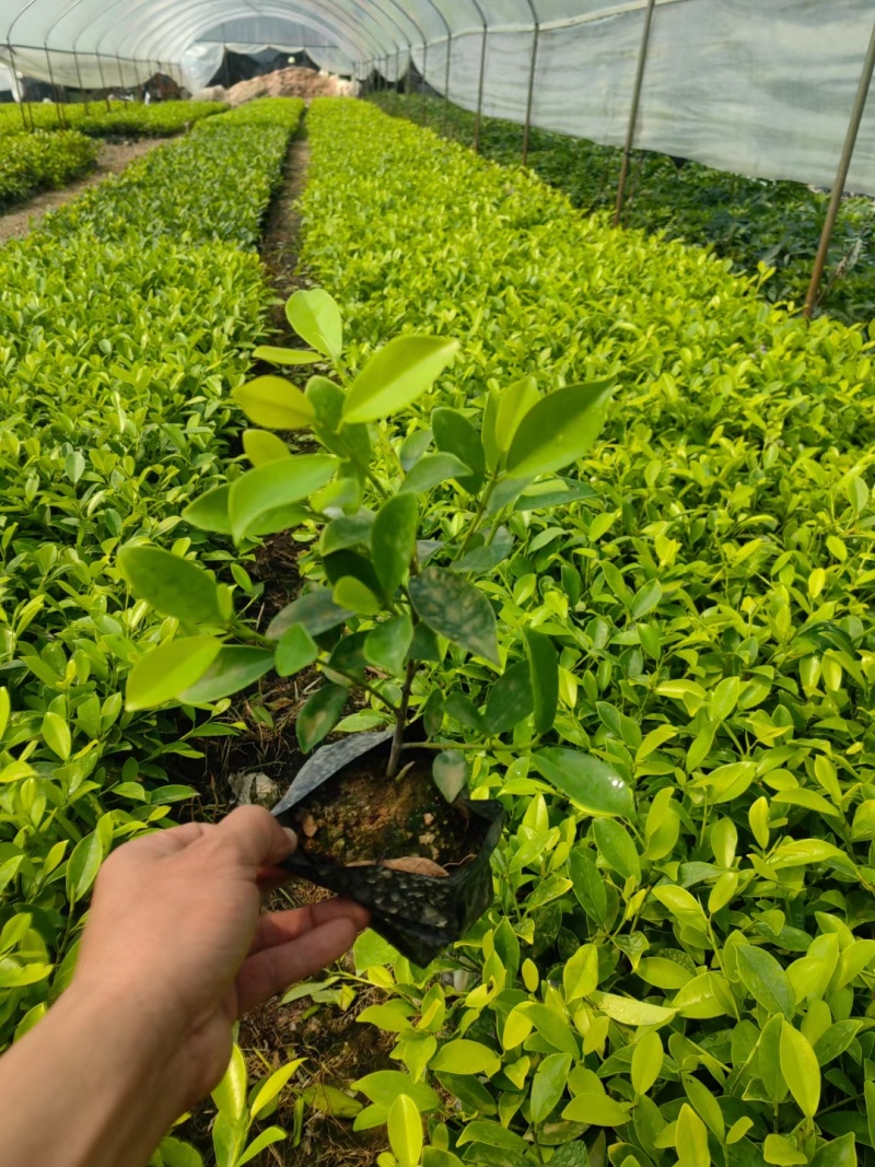 黄金榕