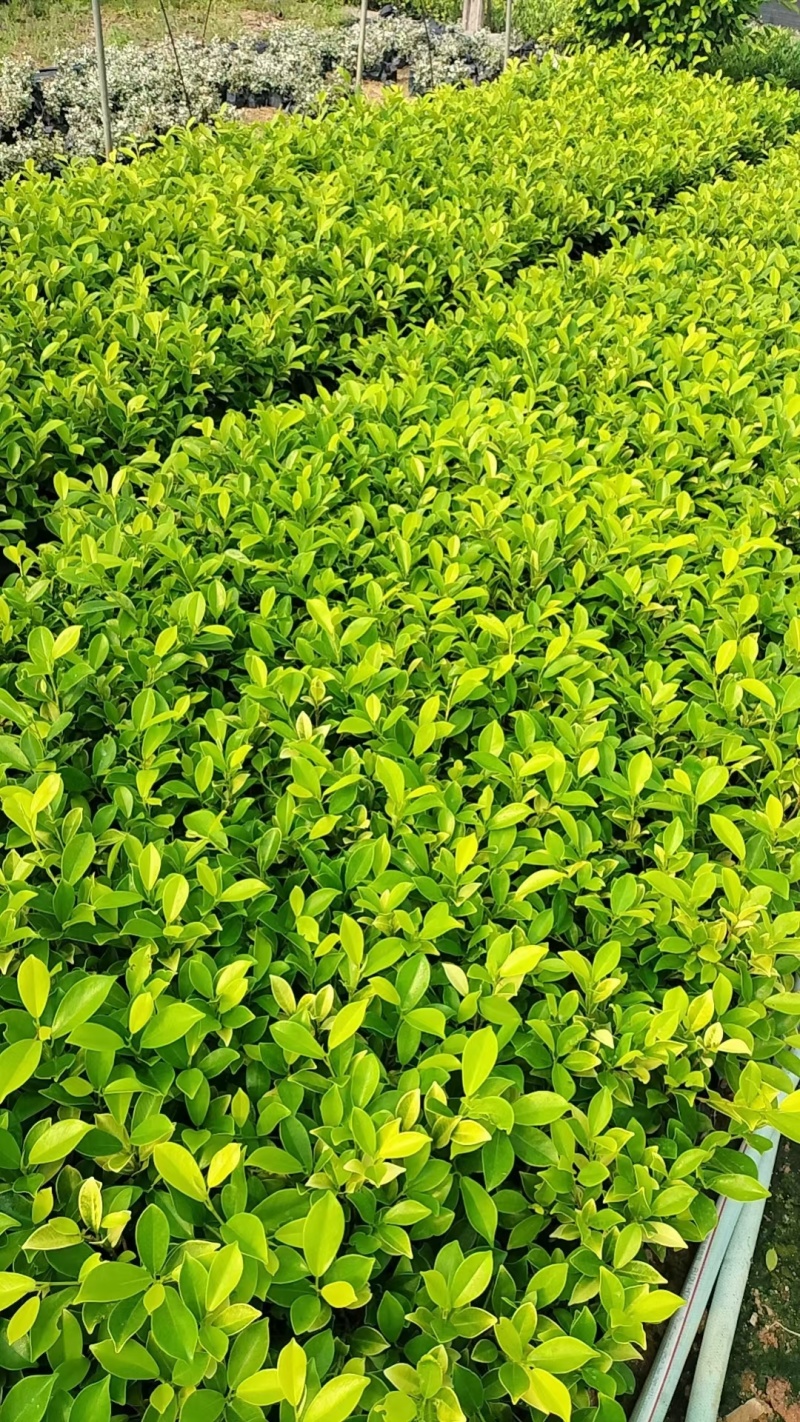 黄金榕
