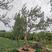 石榴树石榴园林树，石榴盆景，耐旱石榴树，欢迎大家选购
