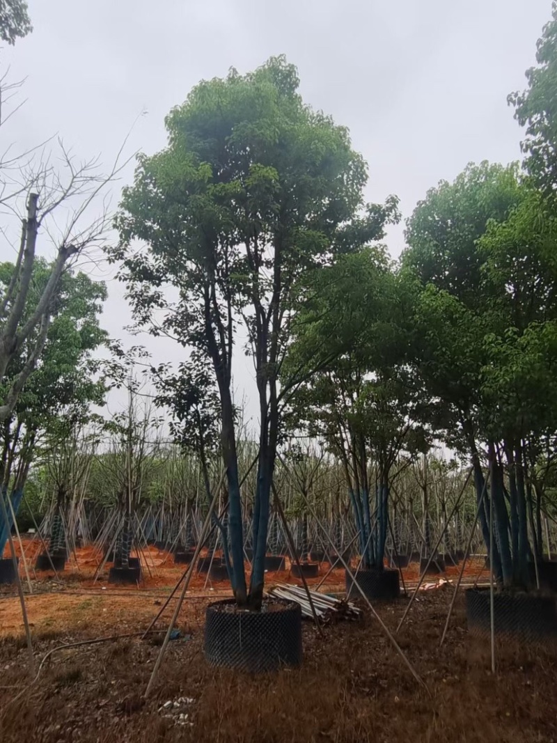 丛生全冠香樟基地直销规格齐全欢迎老板来电咨询合作