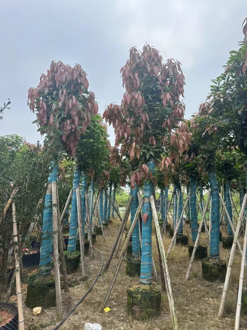 芒果树基地直销规格齐全欢迎老板来电咨询合作