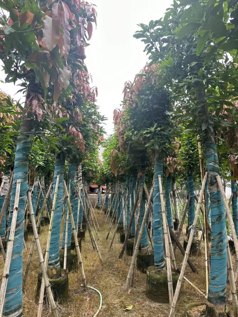芒果树基地直销规格齐全欢迎老板来电咨询合作
