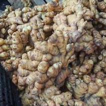 生姜，高山优质小黄姜厂地直发，价格，质量保证