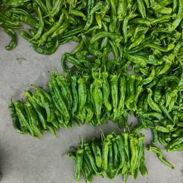 301泡椒薄皮辣椒，全国基地直发，电商货市场货食堂货