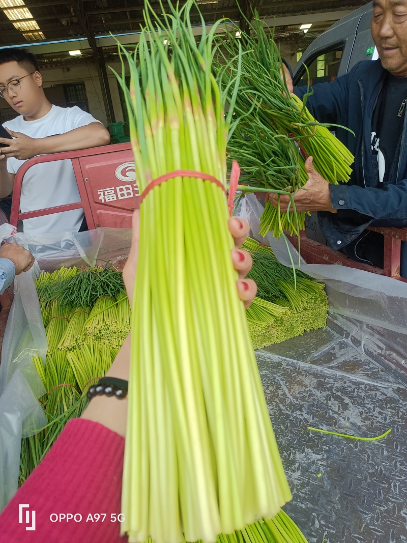 山东蒜苔红帽蒜薹现摘现发货长度20到30之间不打水打代发