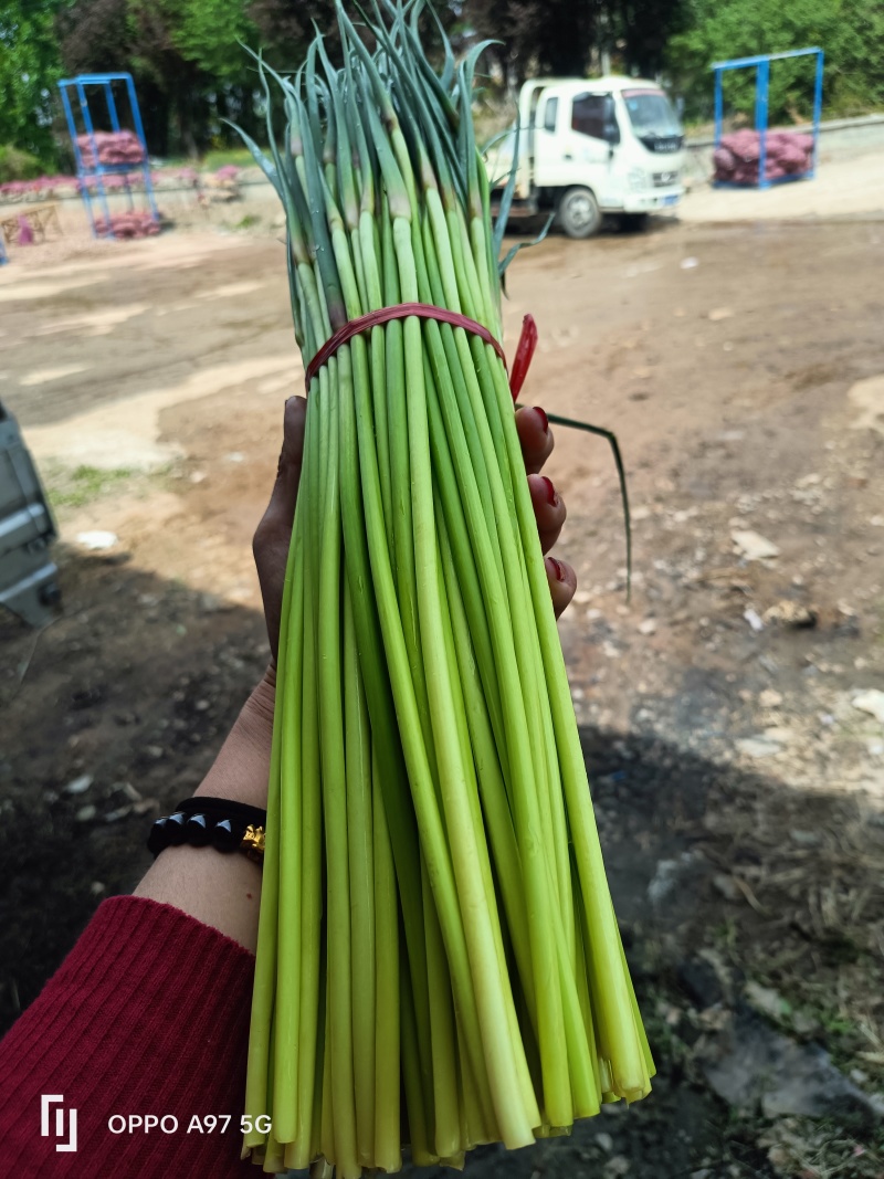 山东蒜苔红帽蒜薹现摘现发货长度20到30之间不打水打代发