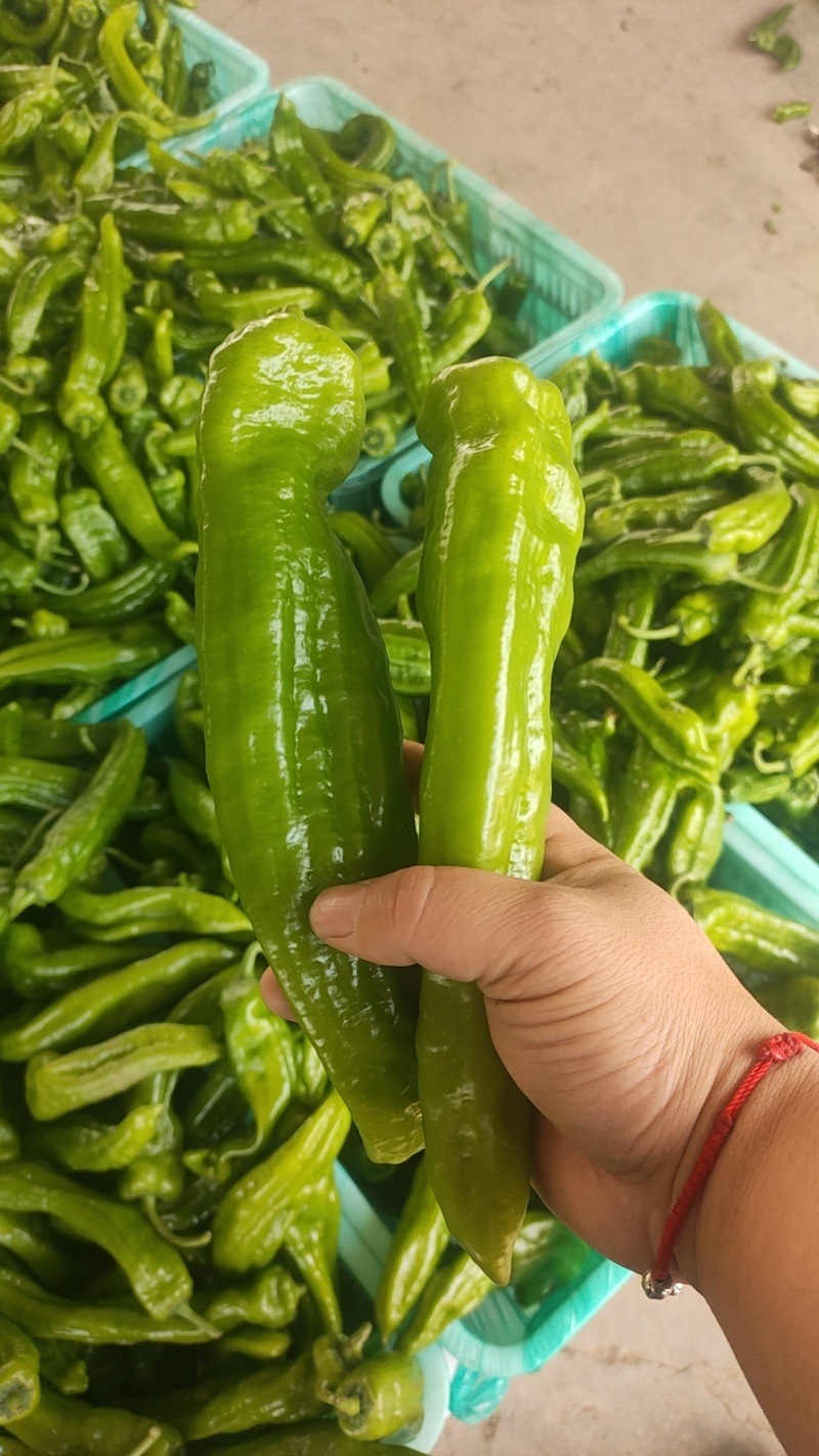 301泡椒薄皮辣椒，全国基地直发，电商货市场货食堂货