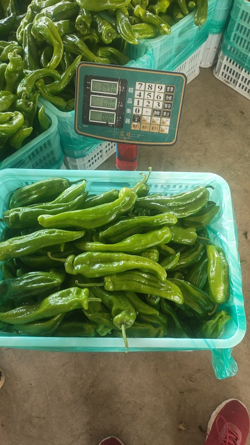 301泡椒薄皮辣椒，全国基地直发，电商货市场货食堂货