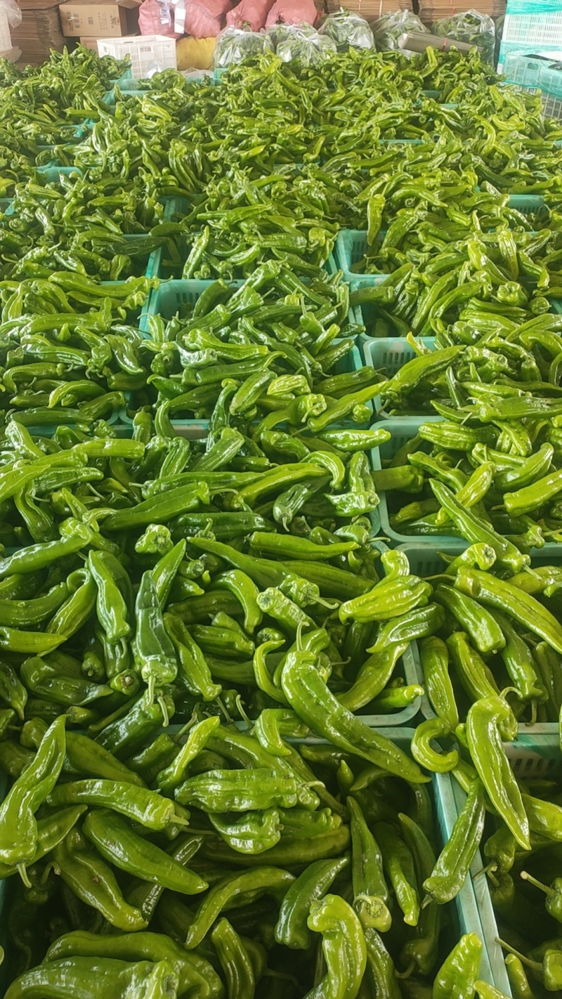 301泡椒薄皮辣椒，全国基地直发，电商货市场货食堂货