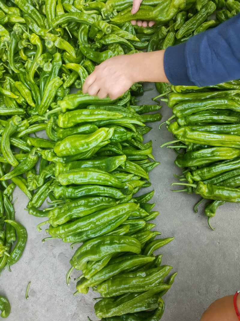 301泡椒薄皮辣椒，全国基地直发，电商货市场货食堂货