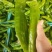 301泡椒薄皮辣椒，全国基地直发，电商货市场货食堂货