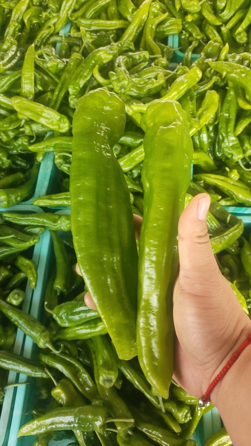 301泡椒薄皮辣椒，全国基地直发，电商货市场货食堂货