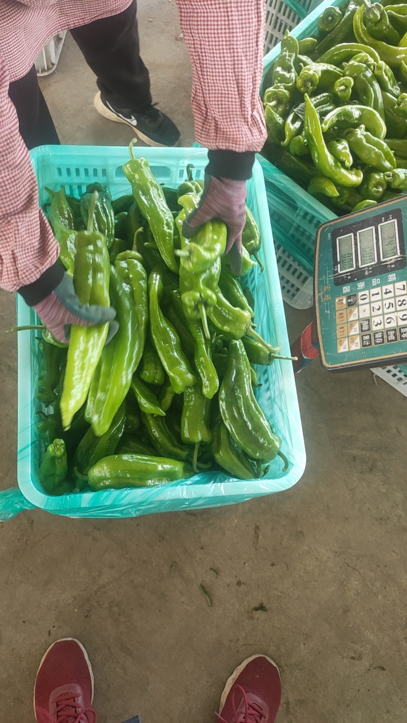 301泡椒薄皮辣椒，全国基地直发，电商货市场货食堂货