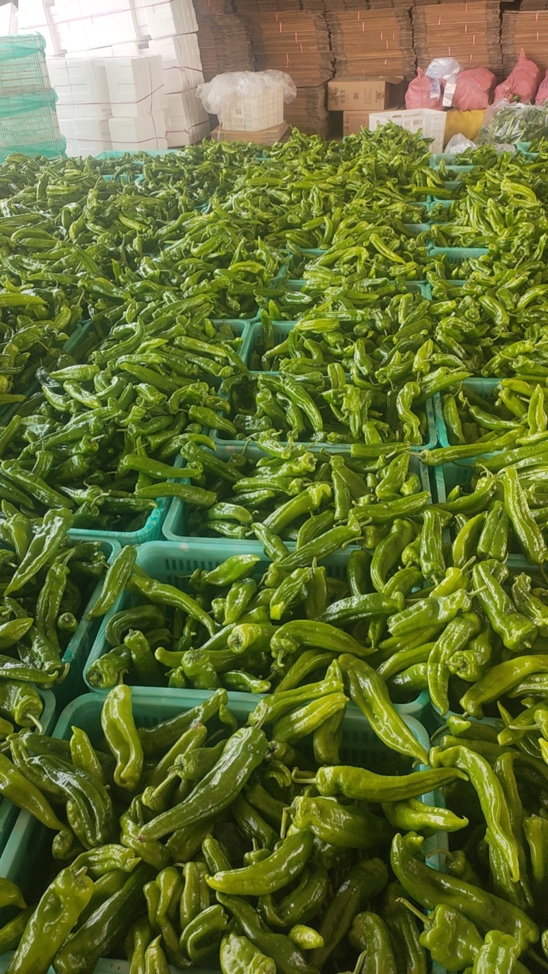 301泡椒薄皮辣椒，全国基地直发，电商货市场货食堂货