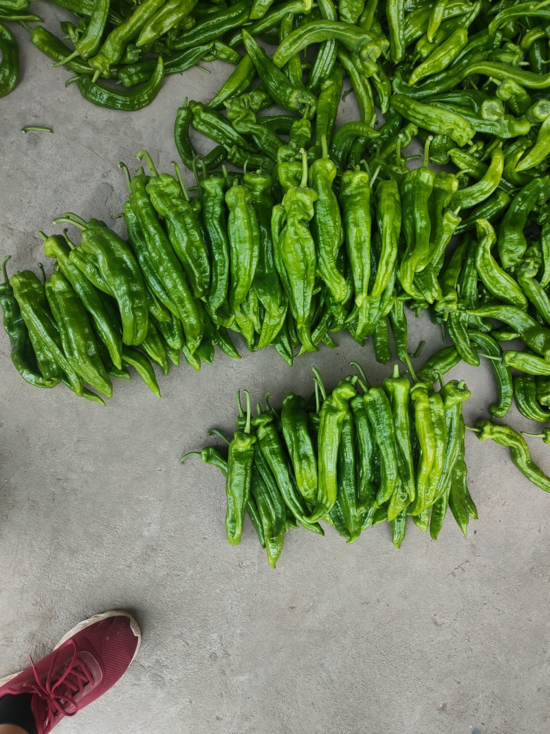 301泡椒薄皮辣椒，全国基地直发，电商货市场货食堂货