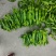301泡椒薄皮辣椒，全国基地直发，电商货市场货食堂货