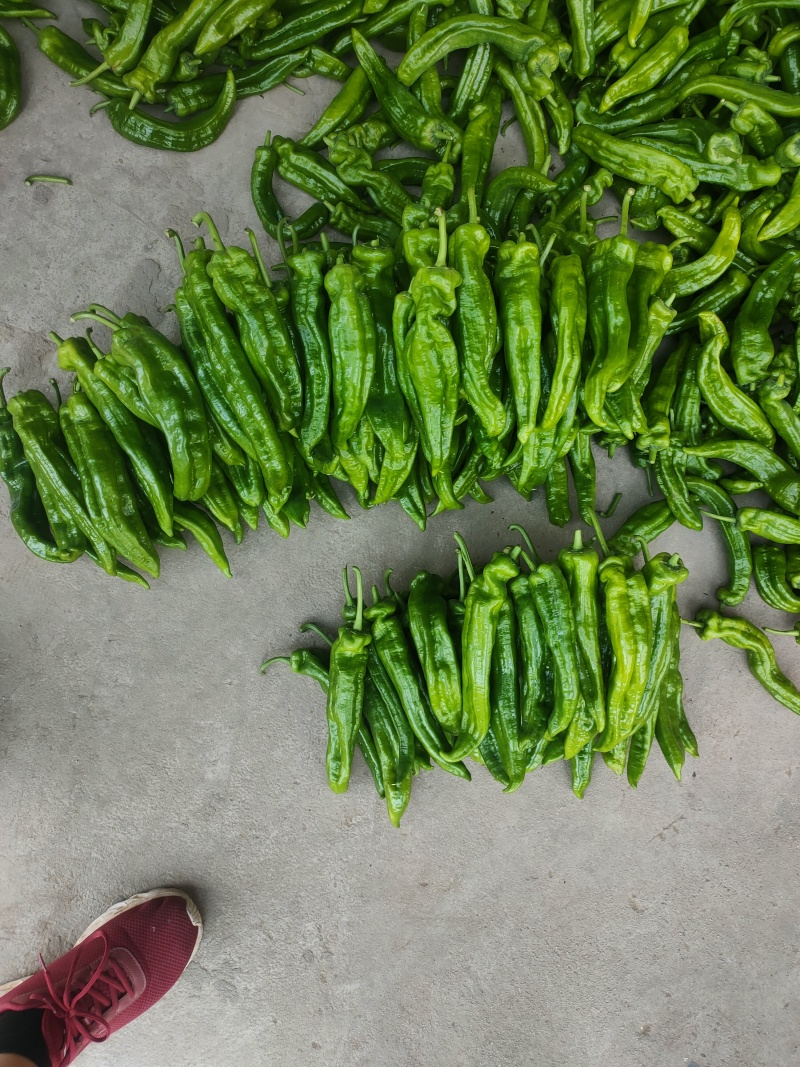 301泡椒薄皮辣椒，全国基地直发，电商货市场货食堂货