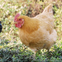 散养鸡（三黄鸡、麻鸡🐔）