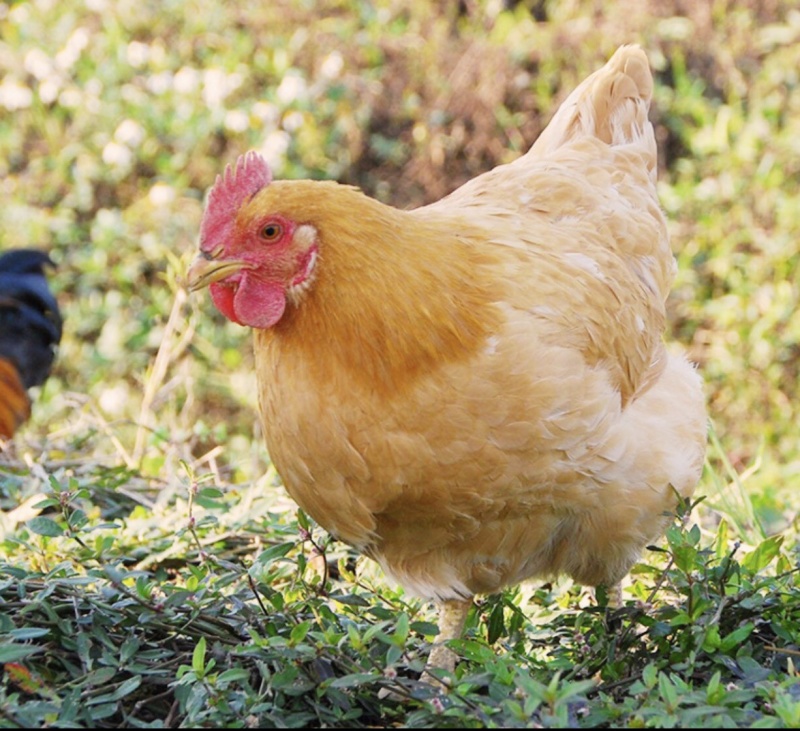 散养鸡（三黄鸡、麻鸡🐔）