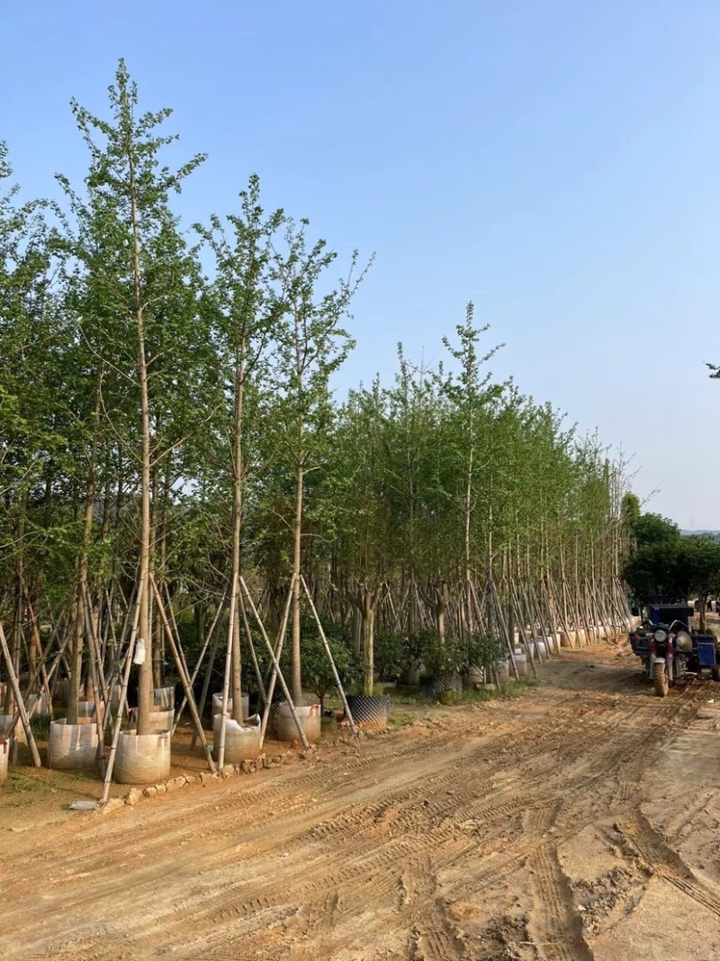 银杏树基地直销规格齐全欢迎老板来电咨询合作