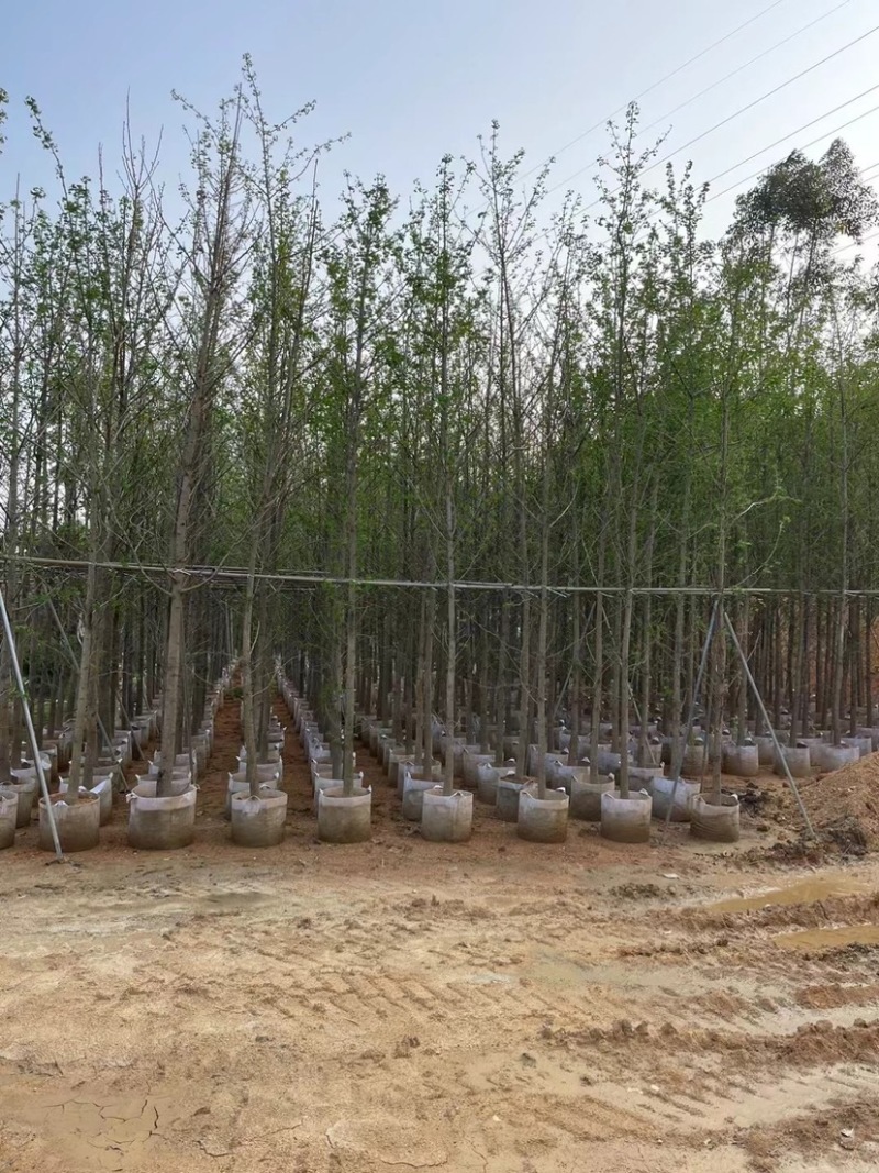 银杏树基地直销规格齐全欢迎老板来电咨询合作