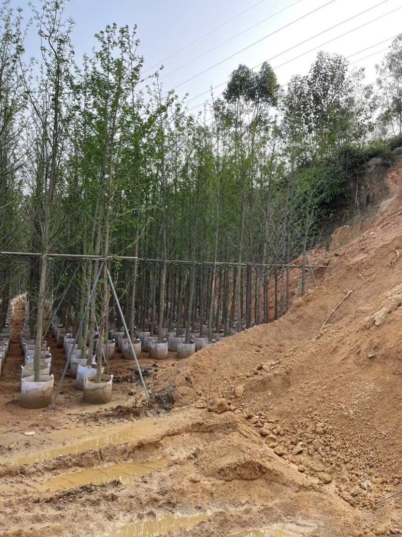 银杏树基地直销规格齐全欢迎老板来电咨询合作