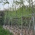 银杏树基地直销规格齐全欢迎老板来电咨询合作